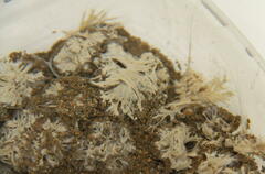 Toxisarcon alba
