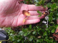 Cotoneaster uniflorus