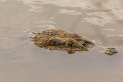 Melanosuchus niger