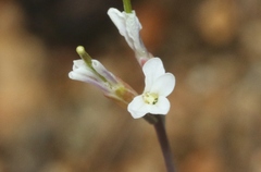 Boechera stricta
