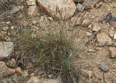 Festuca