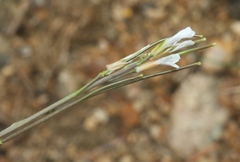 Boechera stricta
