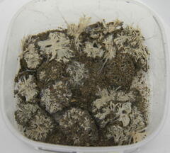 Toxisarcon alba