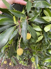 Arbutus unedo