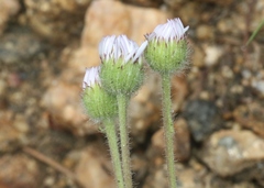 Erigeron compositus