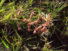 Cuphea lysimachioides