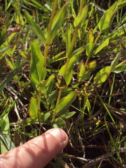 Cuphea lysimachioides