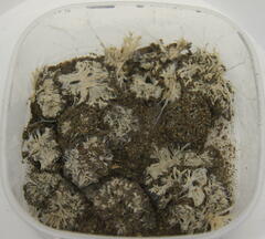 Toxisarcon alba