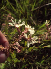 Cuphea lysimachioides