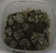 Toxisarcon alba