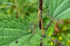 Nephrotoma cornicina