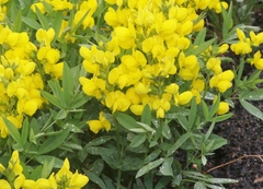 Thermopsis montana