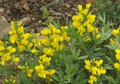 Thermopsis montana