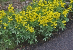 Thermopsis montana