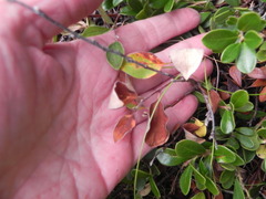 Cotoneaster uniflorus