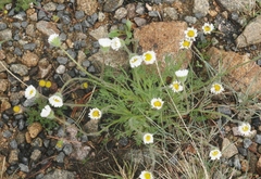 Erigeron compositus