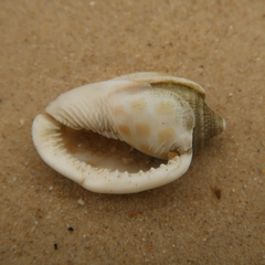 Phalium areola