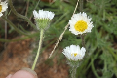 Erigeron compositus