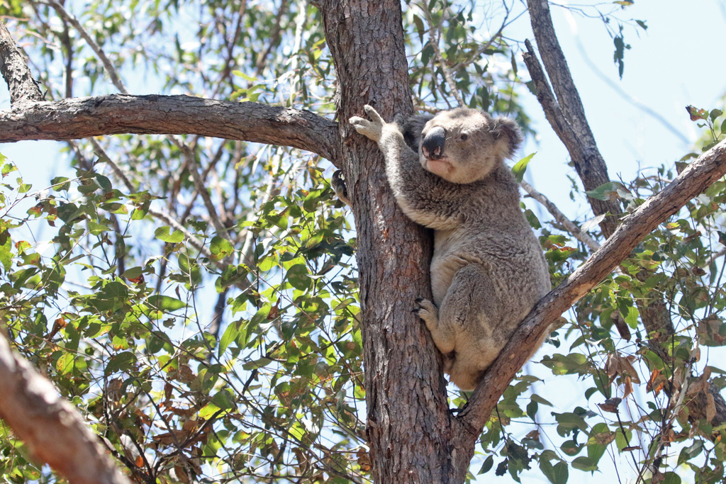 Koala (Phascolarctos cinereus) · iNaturalist