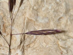 Bromus paulsenii