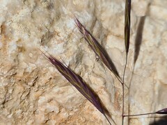 Bromus paulsenii