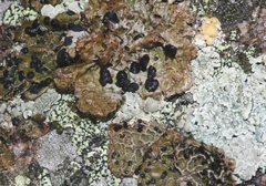 Umbilicaria hyperborea