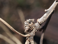 Andricus quercusfrondosus