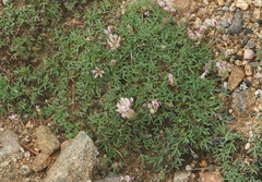 Trifolium dasyphyllum