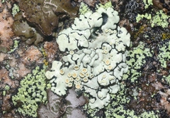 Rhizoplaca chrysoleuca