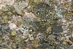 Umbilicaria hyperborea