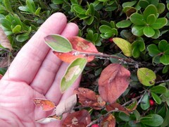Cotoneaster uniflorus