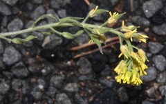 Draba aurea