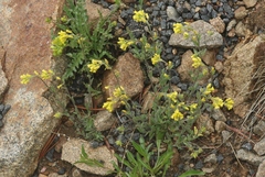 Draba aurea