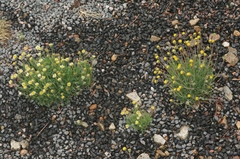 Erigeron compositus