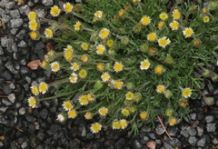 Erigeron compositus