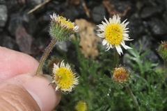 Erigeron compositus