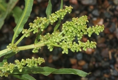 Rumex salicifolius