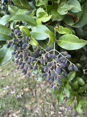 Ligustrum japonicum