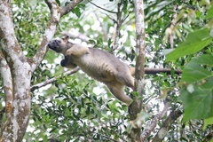 Dendrolagus lumholtzi