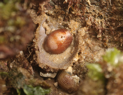 Monetaria caputserpentis