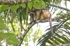 Dendrolagus lumholtzi