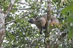 Dendrolagus lumholtzi