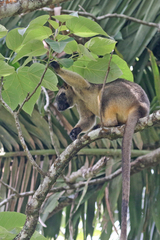 Dendrolagus lumholtzi