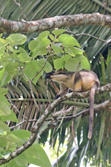 Dendrolagus lumholtzi