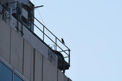 Falco peregrinus