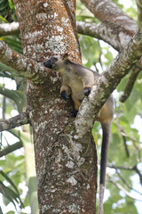 Dendrolagus lumholtzi