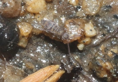 Entomobrya zona