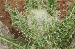 Cirsium scopulorum