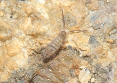 Entomobrya zona