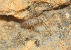 Entomobrya zona
